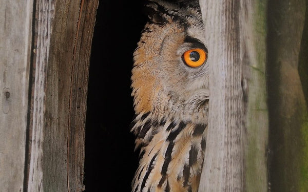 Why you’re a Night Owl or an Early Bird